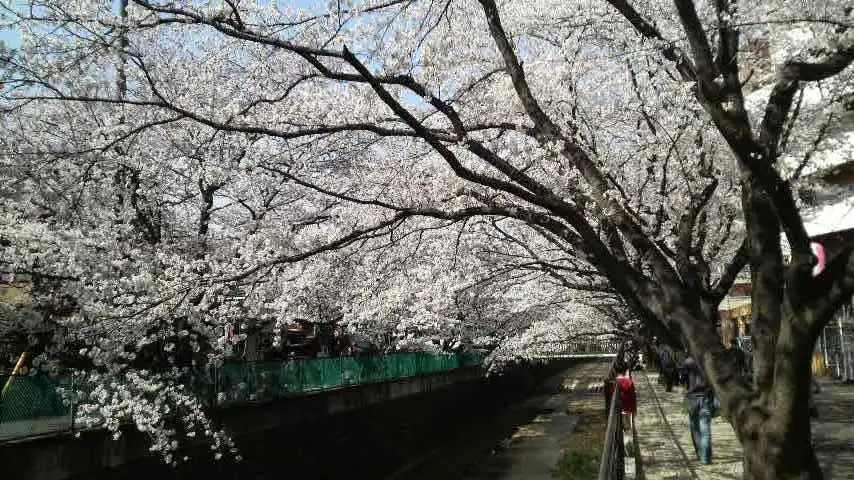 麻生川の桜並木の写真