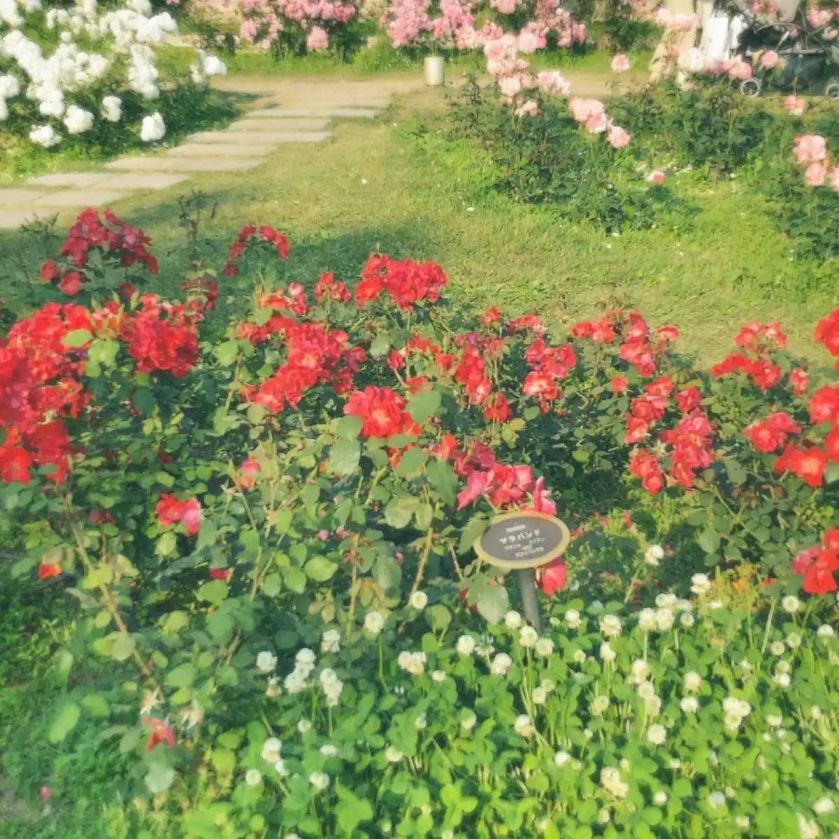 靱公園　バラ園の写真