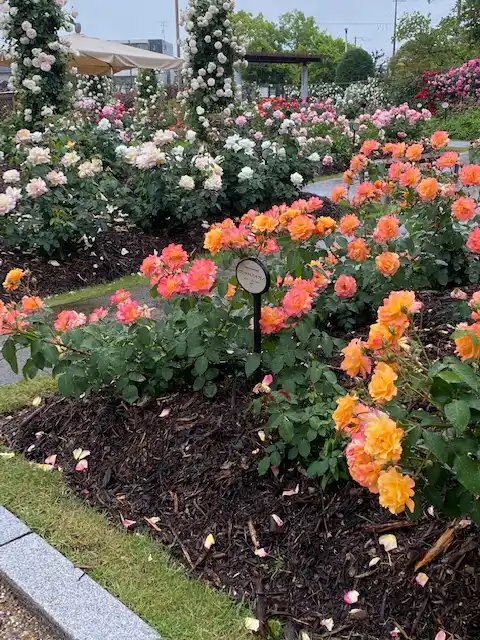 若園公園バラ園の写真