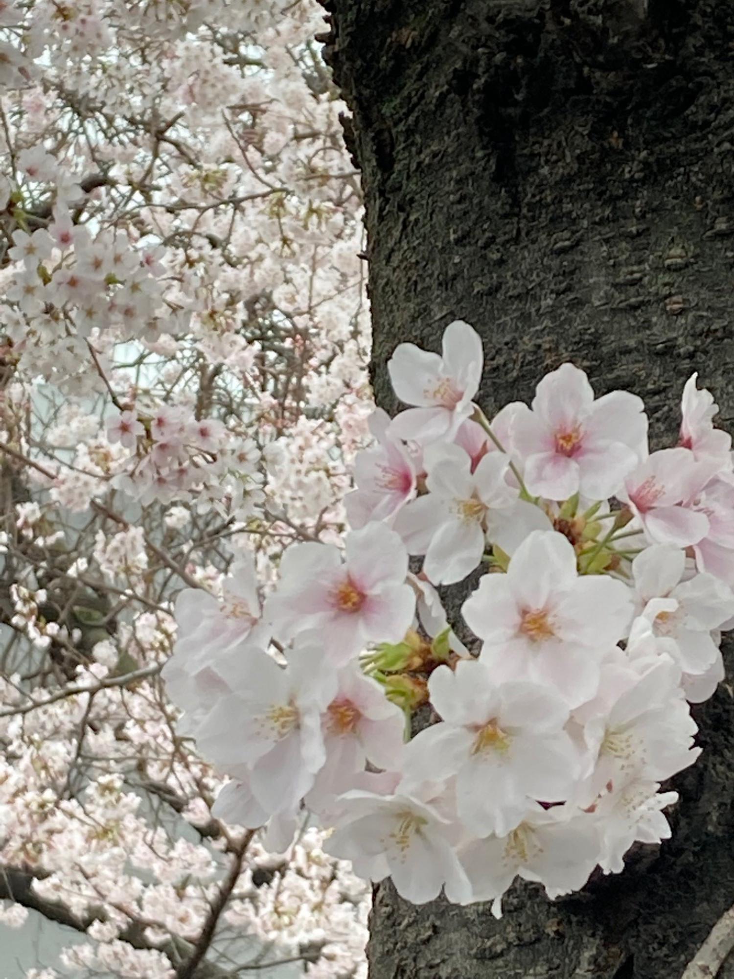特発(会社名)の桜の写真