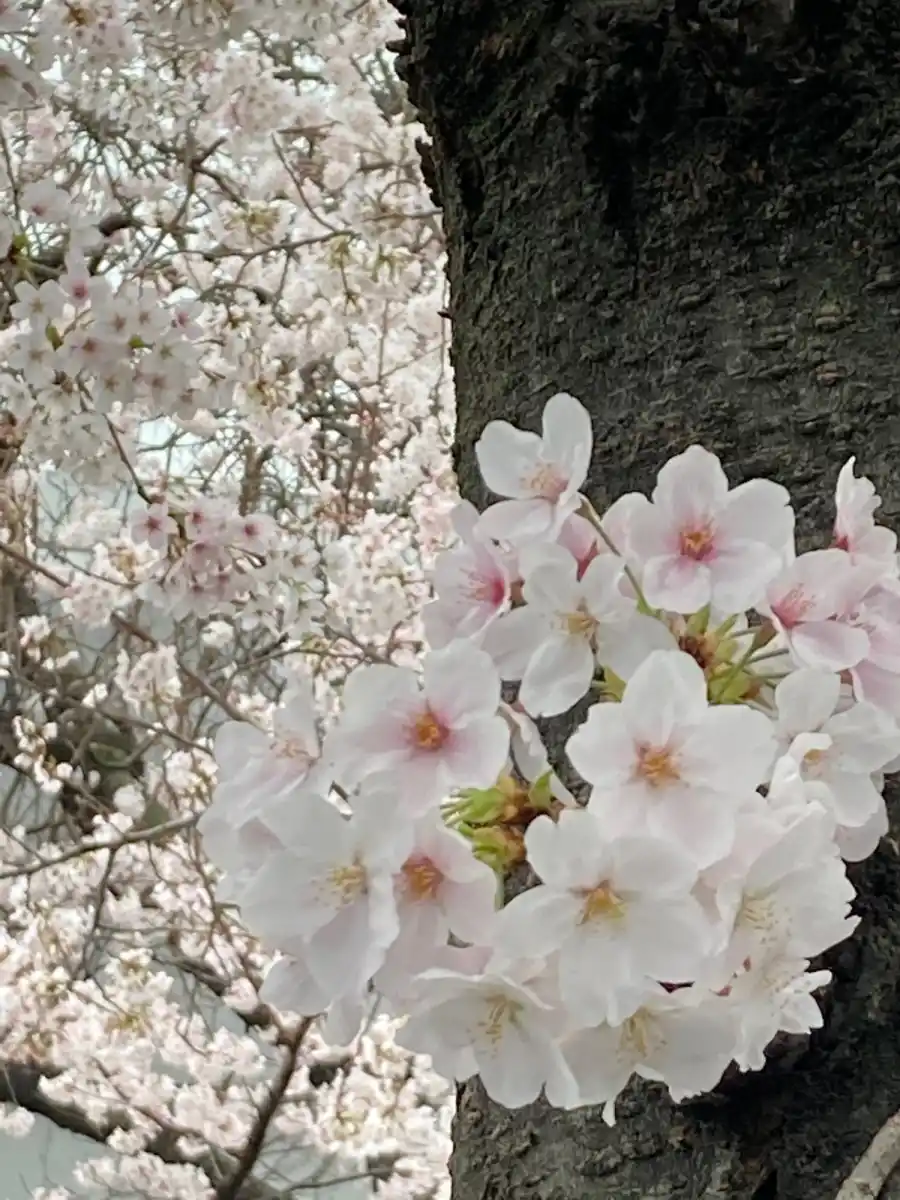 特発(会社名)の桜の写真