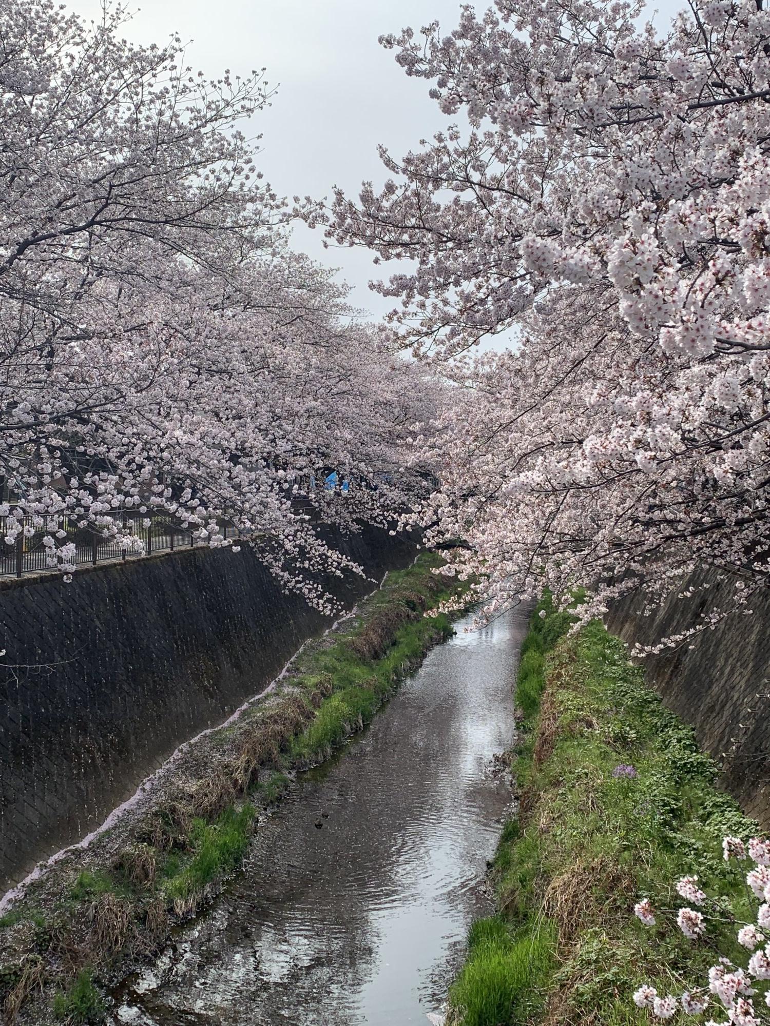 三沢川の写真