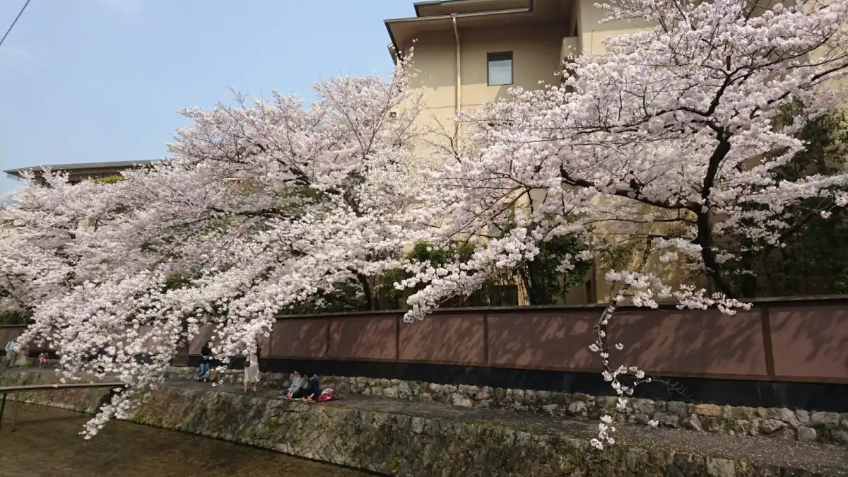 もっこ橋の木々の写真