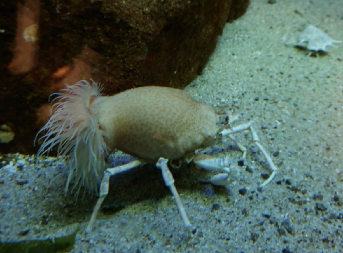 京都大学白浜水族館の写真