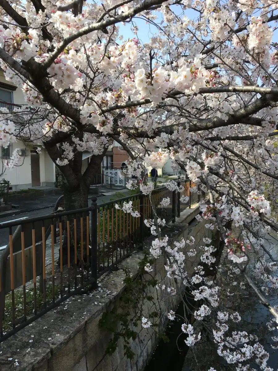 高畑公園横の川の写真