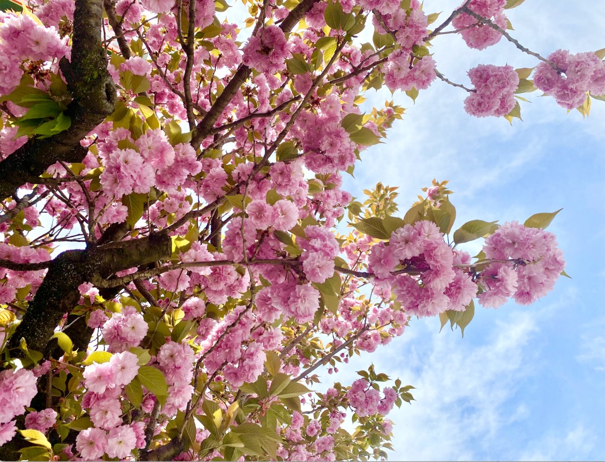 八重桜満開のお花見ストリートの写真