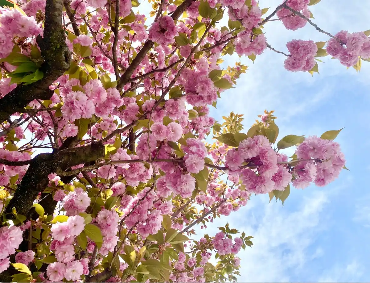 八重桜満開のお花見ストリートの写真