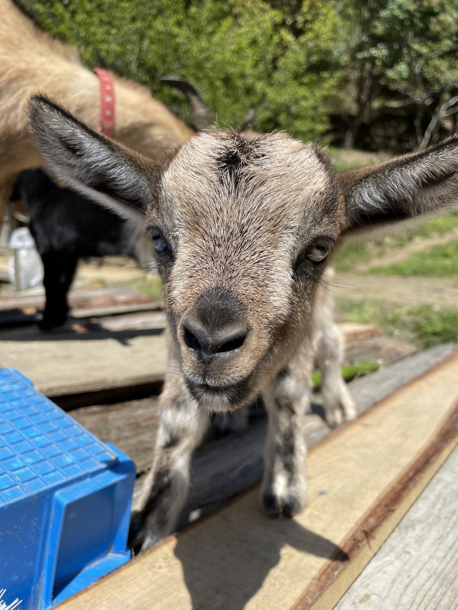 大島農園 糸島やぎ牧場の写真