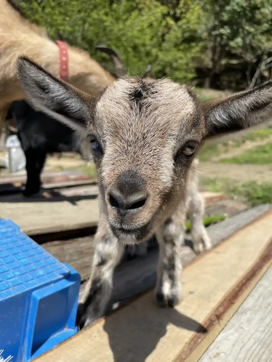 大島農園 糸島やぎ牧場の写真