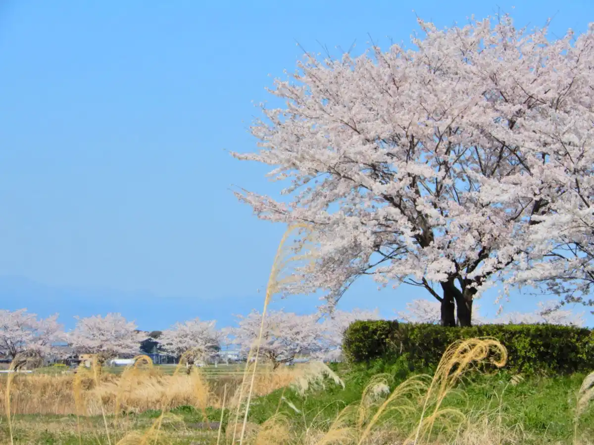 三角地公園の写真