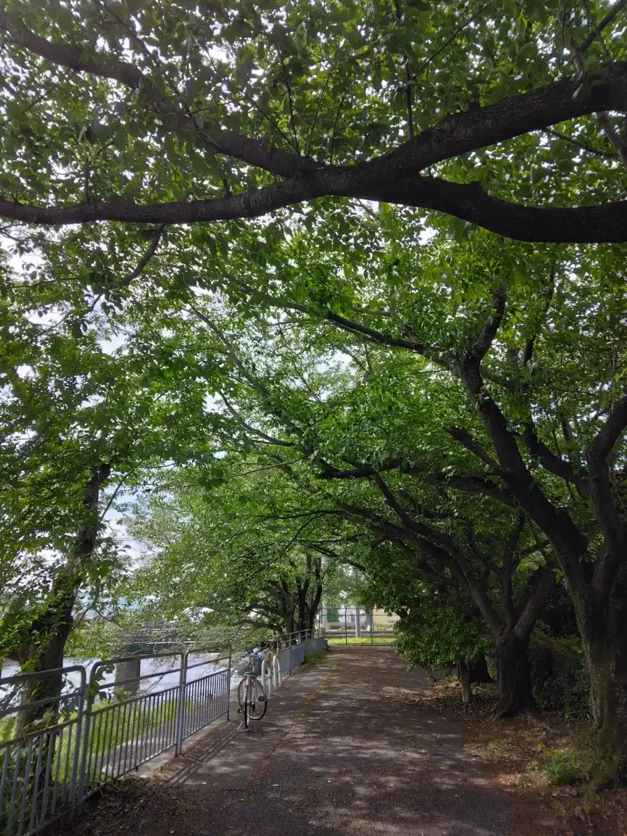 線路沿いの散歩道の写真