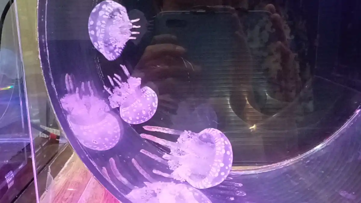 とっとり賀露かにっこ館の写真