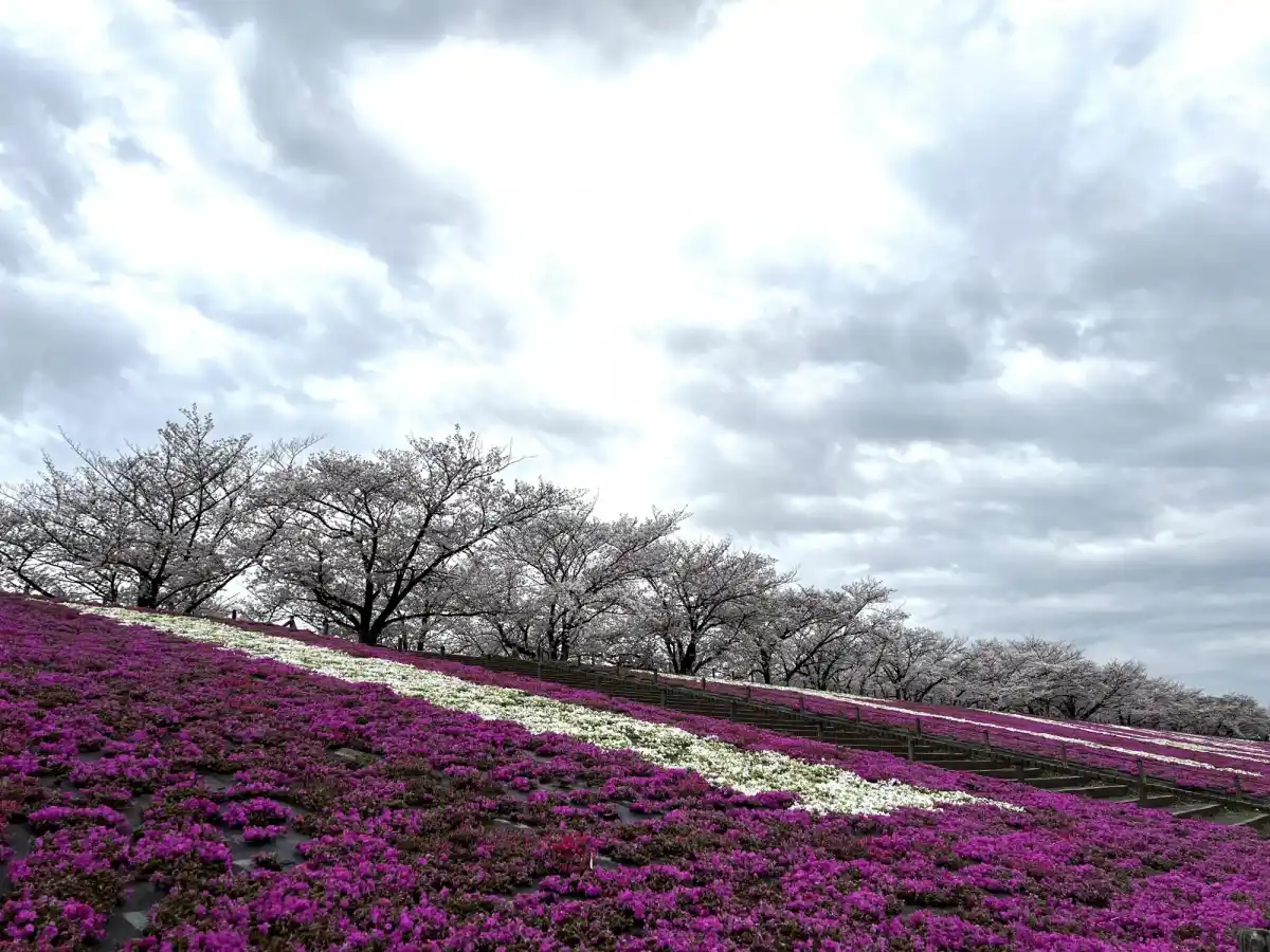 荒川の桜鼓の写真