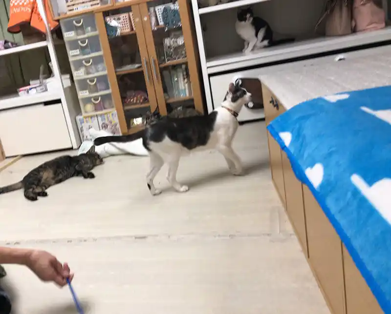 信州猫日和の写真