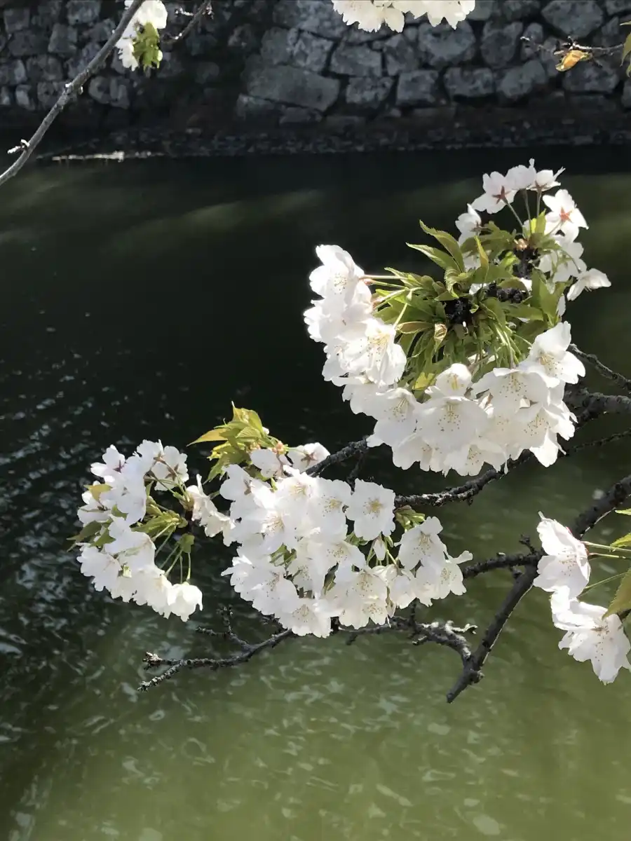津お城公園の写真