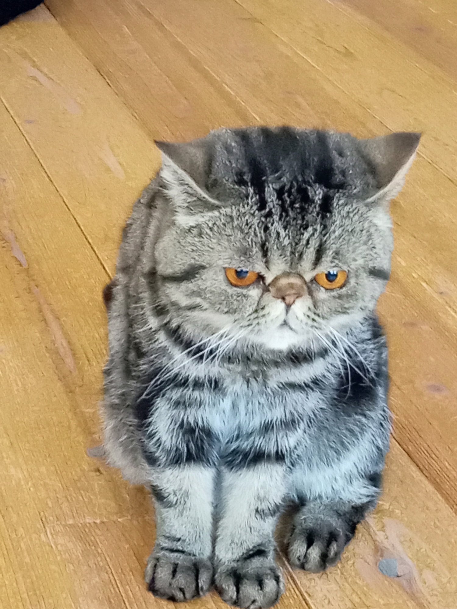 キティブルーの写真