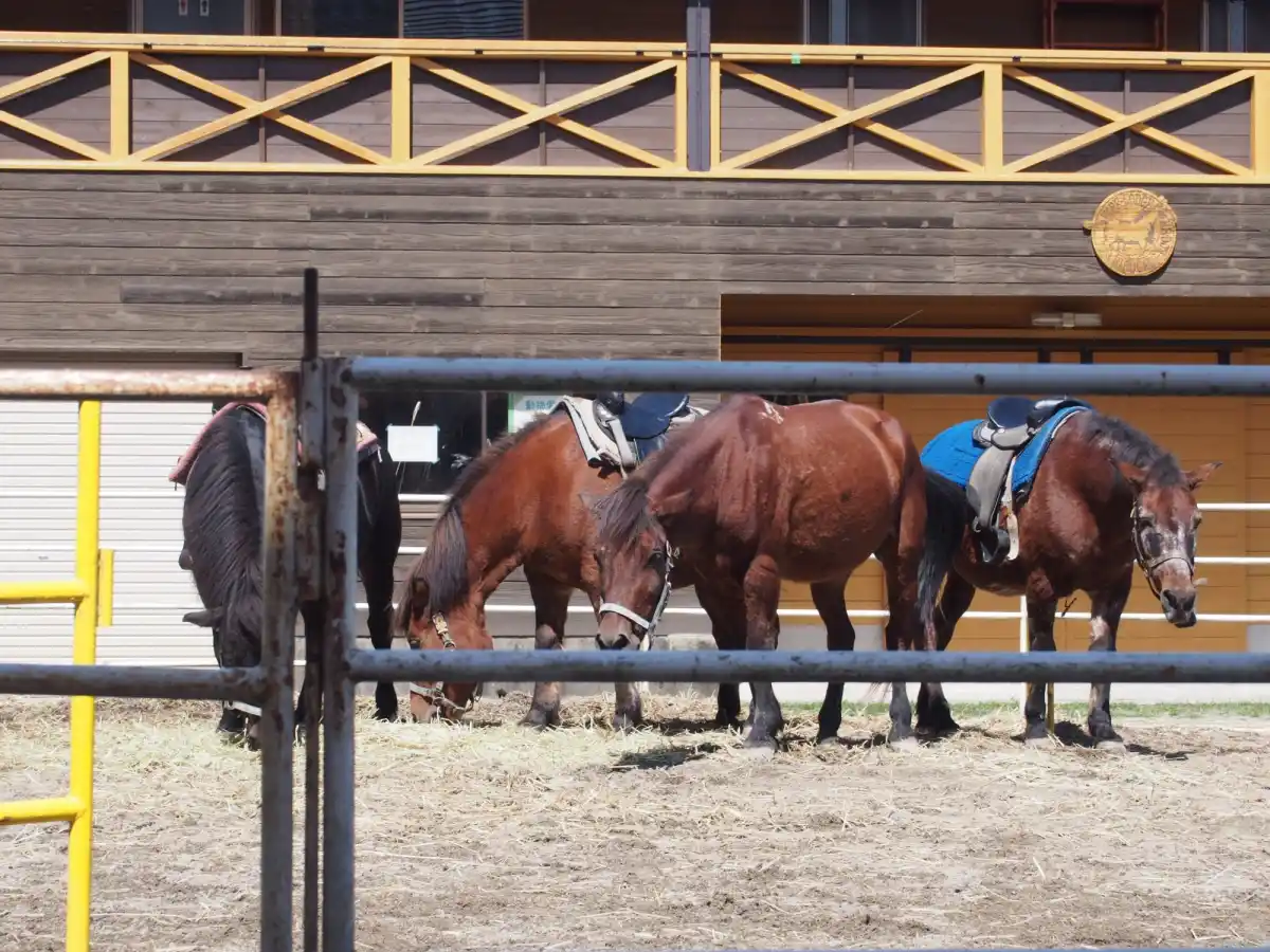 ひるがのホープロッジ ひるがの高原木曽馬牧場の写真