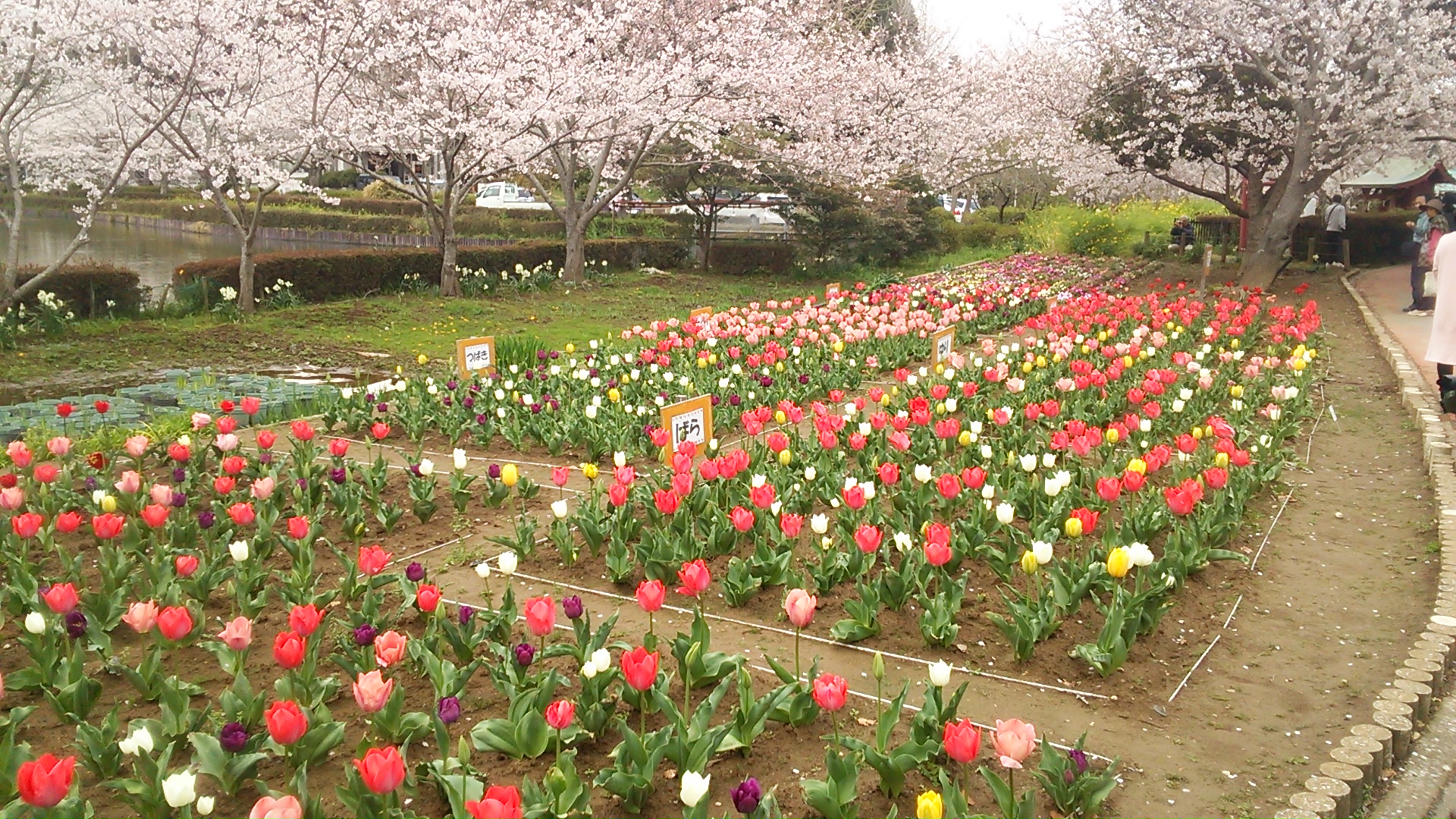 袖ヶ浦公園の写真