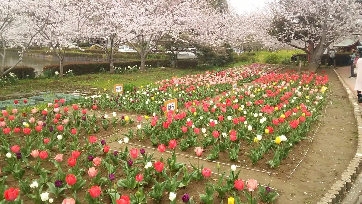 袖ヶ浦公園の写真