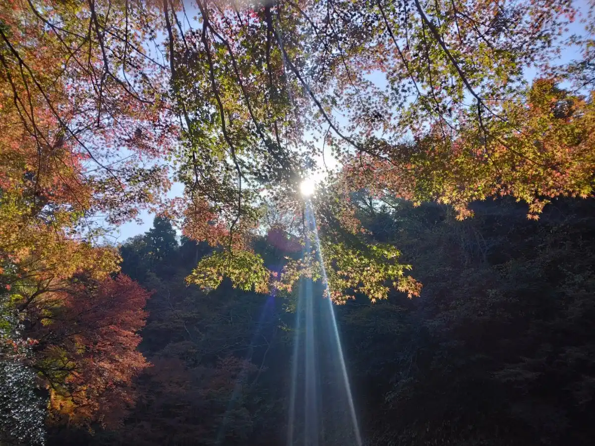 明月院　庭園の写真