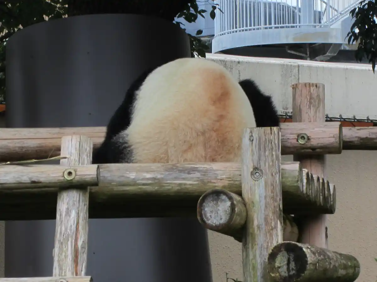 アドベンチャーワールドの写真