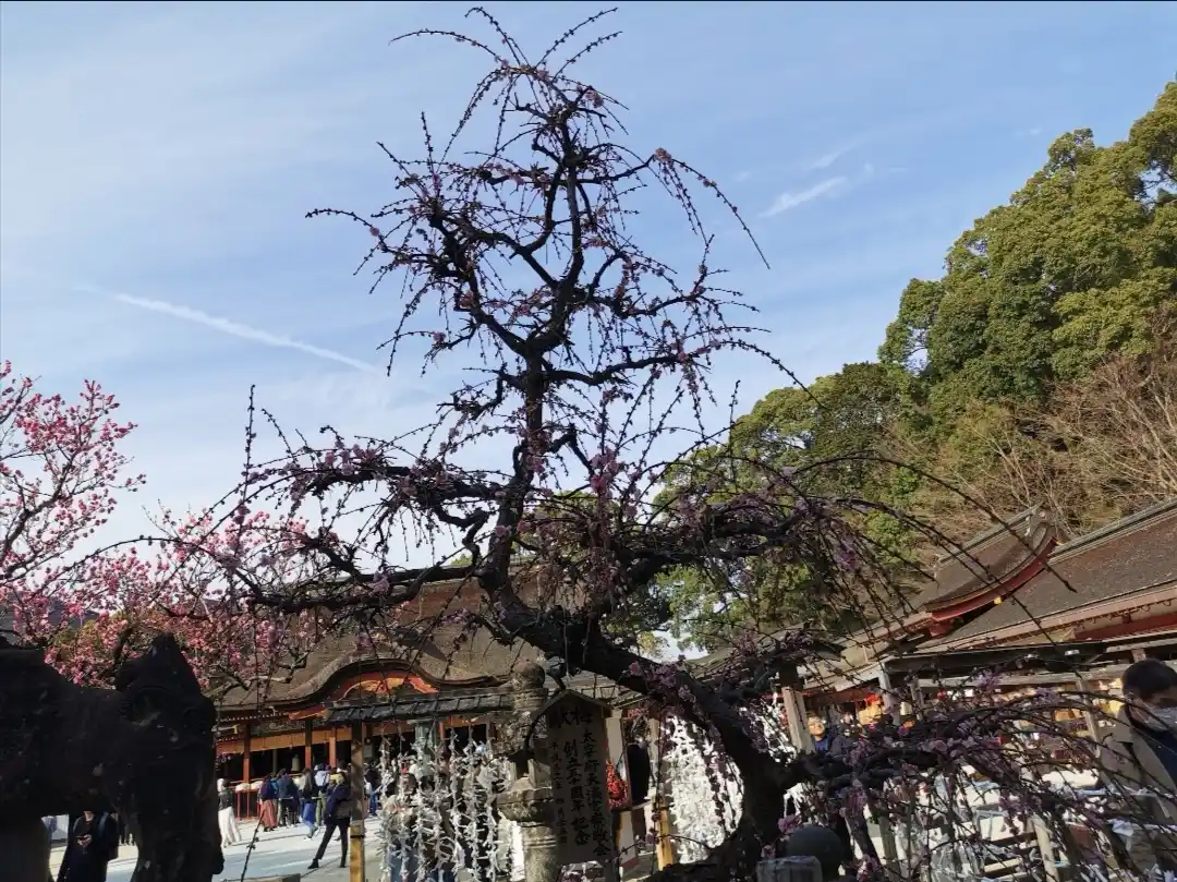 太宰府天満宮の写真