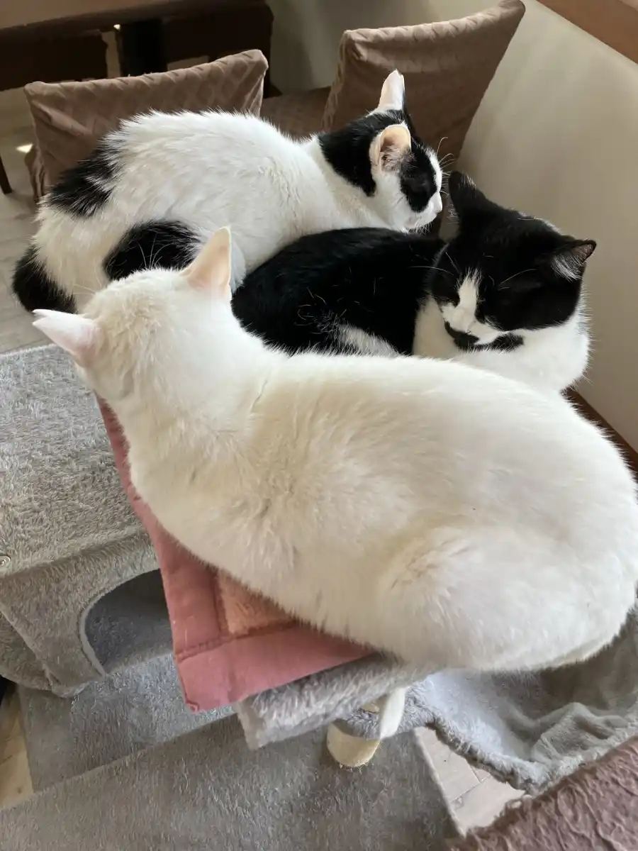 保護猫カフェtormentaの写真