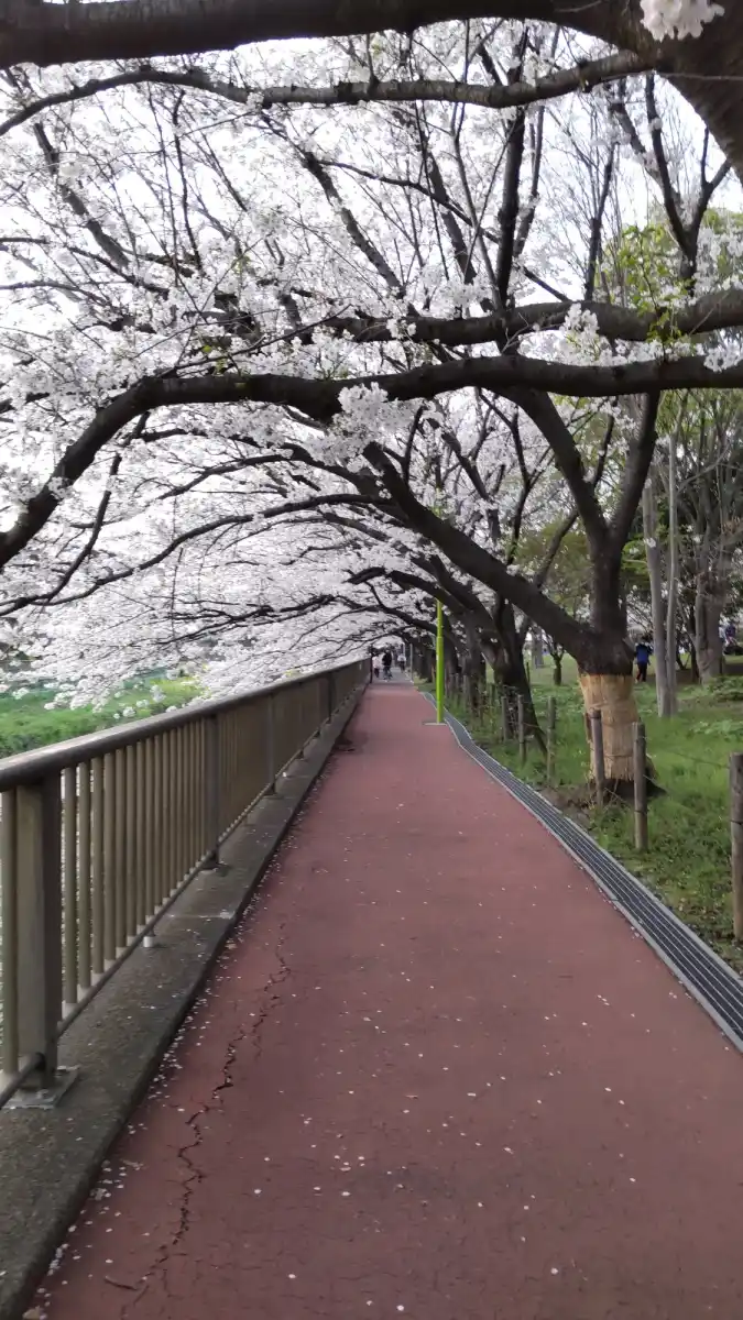 成城野川緑道沿いの桜並木の写真