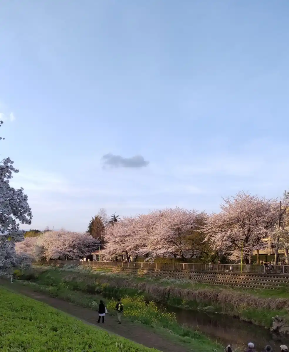 成城野川緑道沿いの桜並木の写真