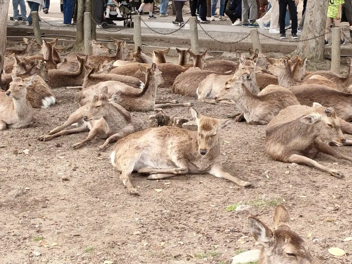 奈良公園の写真