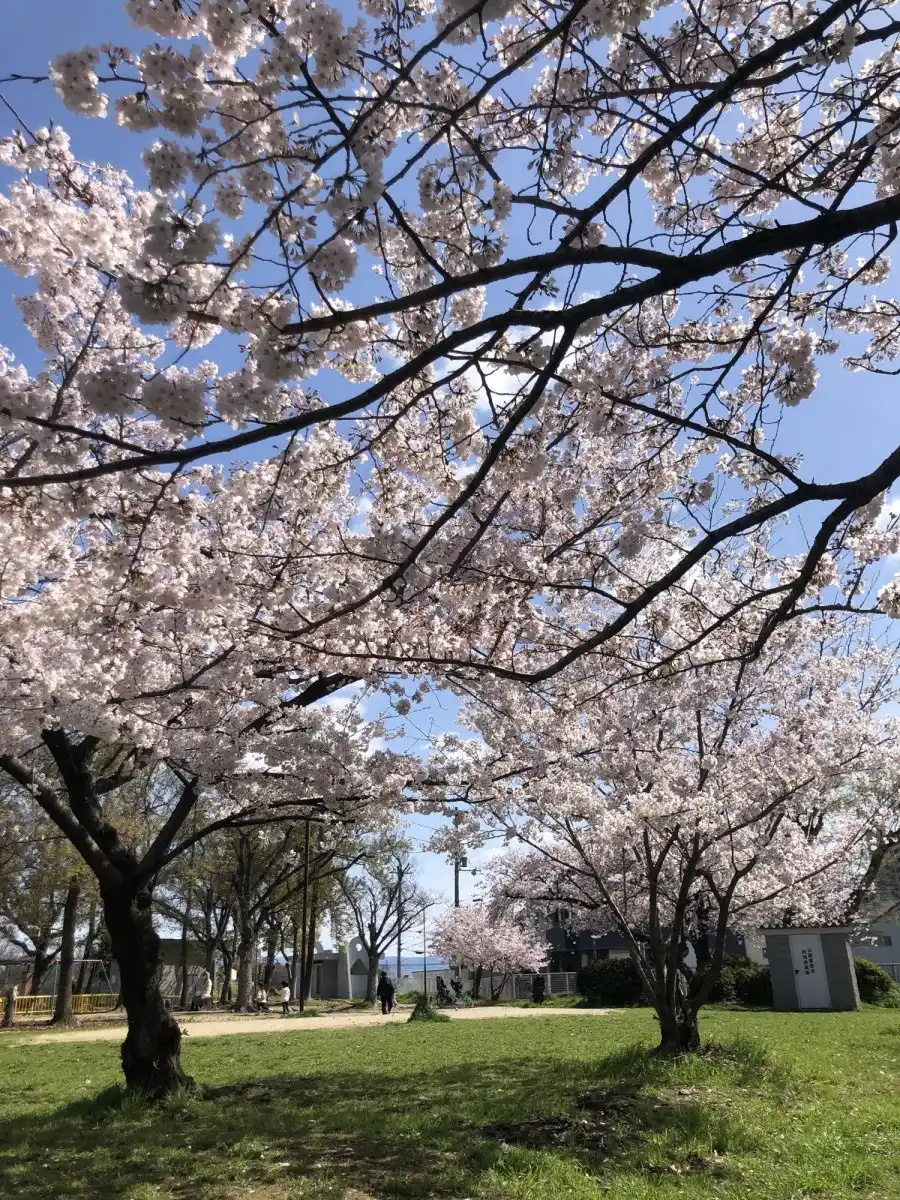 浅香山公園の写真