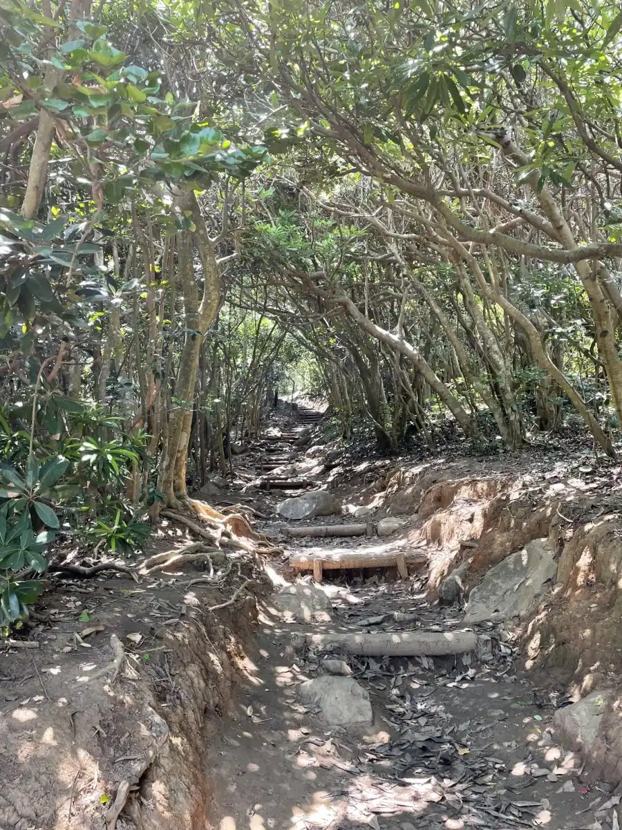 糸島のトトロの森の写真