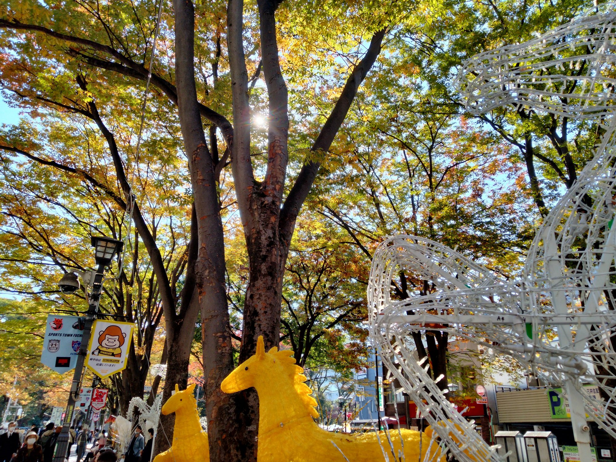 府中のケヤキ並木の写真