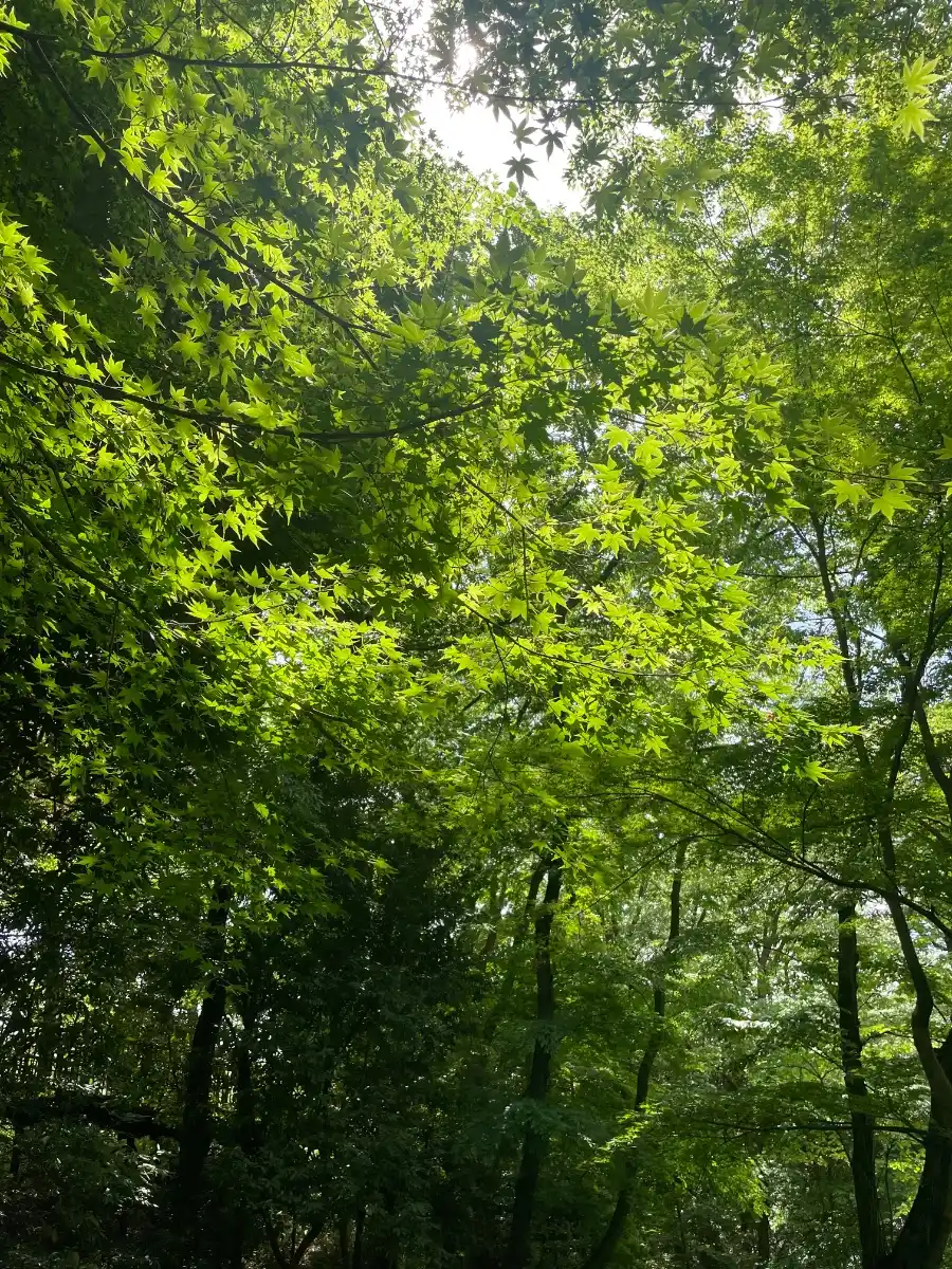 新宿区立おとめ山公園の写真