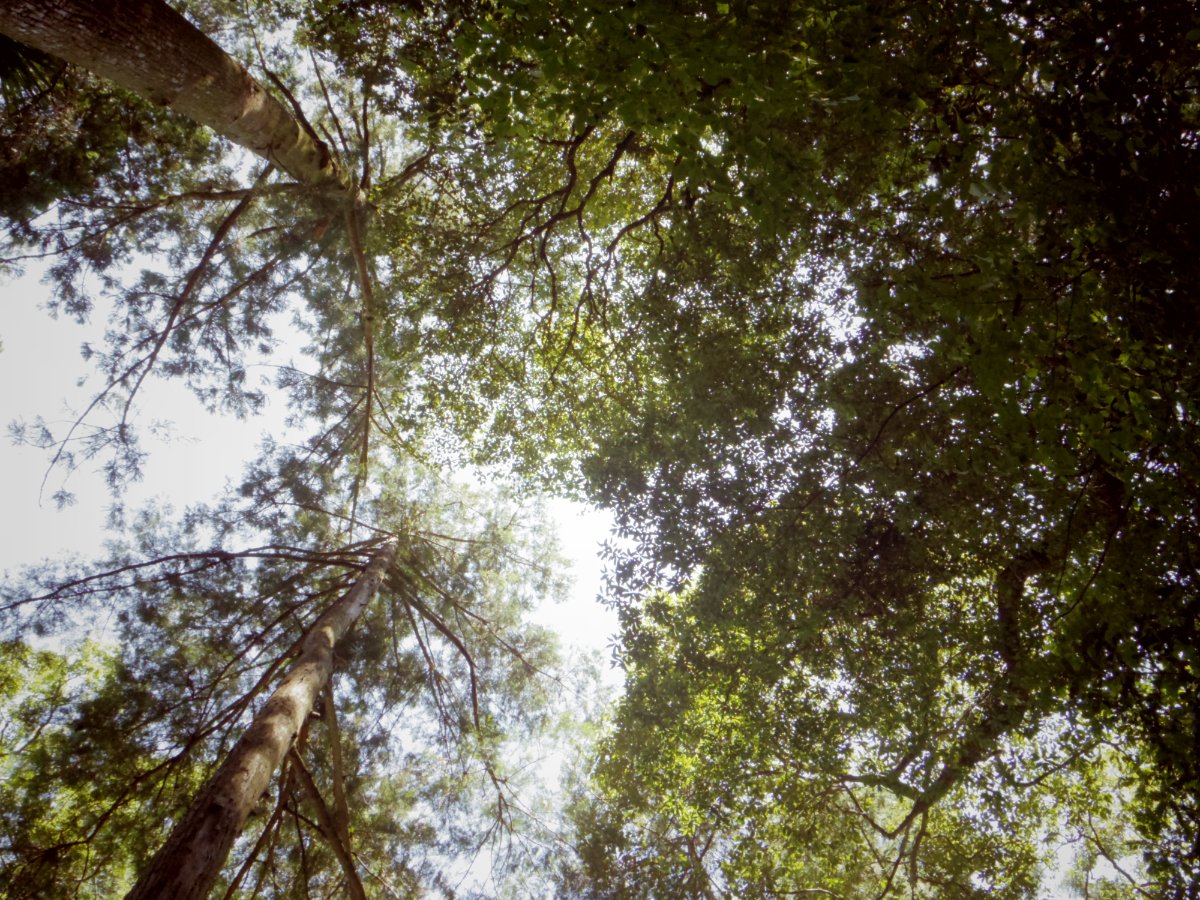 龍河洞の写真