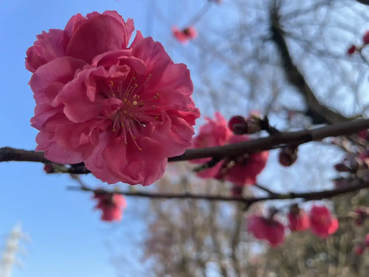 東町小学校沿いに見える桃花の写真
