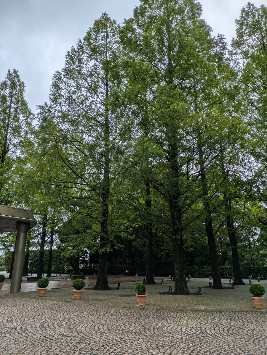 リソルの森の写真