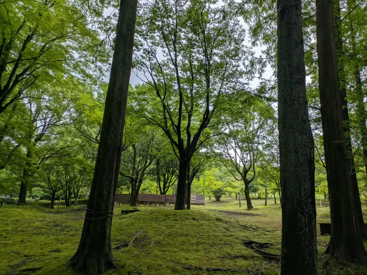 リソルの森の写真