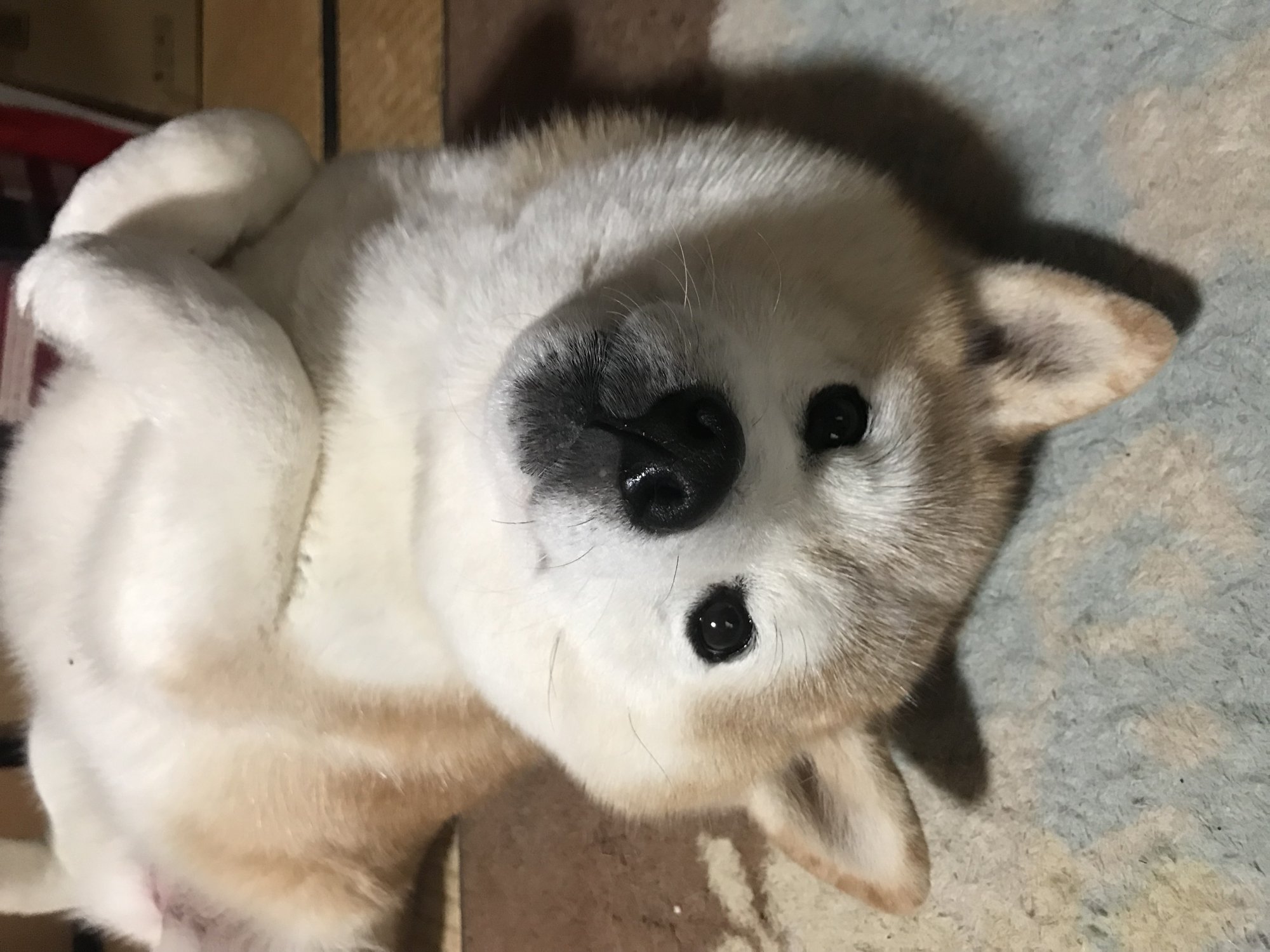 まみこ