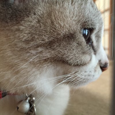 ミュウチコ